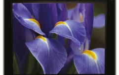 Ecran proiectie electric cu montare pe perete sau tavan Elitescreens ELECTRIC90X