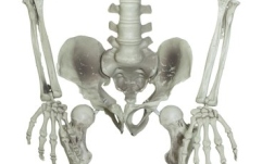 Figurină schelet Europalms Halloween Skeleton, 150 cm