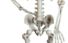 Figurină schelet Europalms Halloween Skeleton, 150 cm