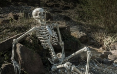 Figurină schelet Europalms Halloween Skeleton, 150 cm